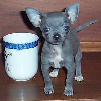 Gray Chihuahua